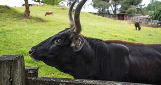 Parc du Thot Arrivee_Loups 1_Aurochs