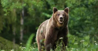 Ours brun Ours brun