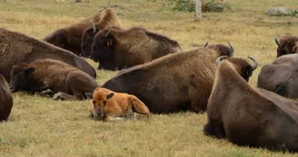 bébé bison (Moyen)