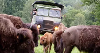 Bison_du_Palais