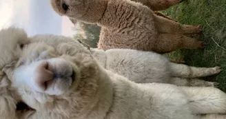 argentonnay-alpacas--curieux