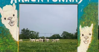 argentonnay-alpacas-panneau