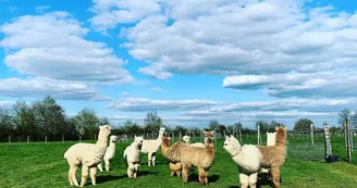 argentonnay-alpacas-troupeau