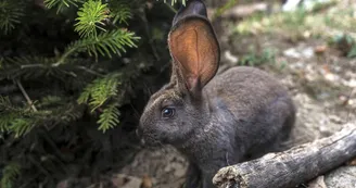 Lapin géant Lapin géant