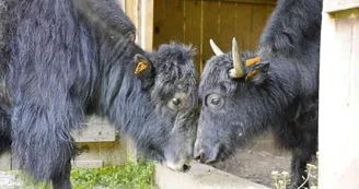Les yacks Les yacks