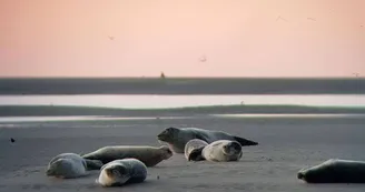 Randonnée Baie de Somme Découverte