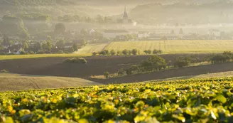 Mussy-sur-Seine.jpg Mussy-sur-Seine.jpg