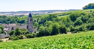 Vignoble (23).jpg