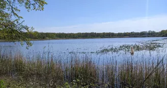 2022 Avril - Etang de Ramerupt, réserve naturelle natonale © OTGLC - AL (44).jpg 2022 Avril - Etang de Ramerupt, réserve naturelle natonale © OTGLC - AL (44).jpg