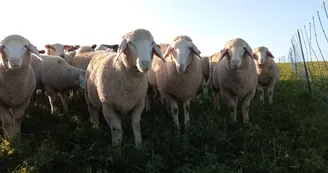 Moutons.jpg Moutons.jpg