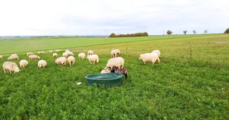 Moutons2.jpg Moutons2.jpg