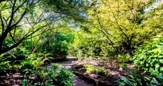 Les plantes de terre de bruyère.jpg
