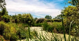 L'étang et la noue du jardin.jpg