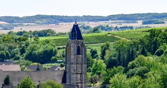 Vignoble (17).jpg
