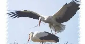 cygognes.jpg