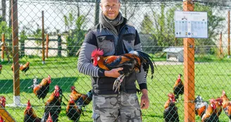 Conservatoire coq gaulois © Olivier Douard 1.jpg Conservatoire coq gaulois © Olivier Douard 1.jpg