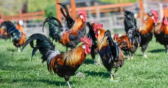 Conservatoire coq gaulois © Olivier Douard 2.jpg Conservatoire coq gaulois © Olivier Douard 2.jpg