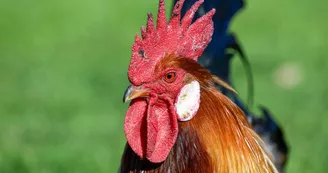 Conservatoire coq gaulois © Olivier Douard 3.jpg Conservatoire coq gaulois © Olivier Douard 3.jpg