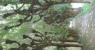Allée des tilleuls.jpg