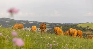 l'éleveur ramène les vaches en pâture après la tétée l'éleveur ramène les vaches en pâture après la tétée