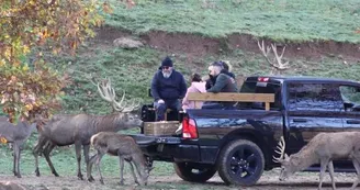 Visite en 4x4 du Parc animalier Le Saint Hubert Visite en 4x4 du Parc animalier Le Saint Hubert