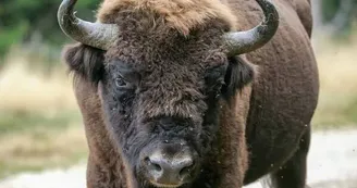 Réserve des Bisons d'Europe Réserve des Bisons d'Europe