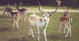 La Vallée des Daims La Vallée des Daims