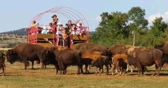 Randals Bisons Randals Bisons