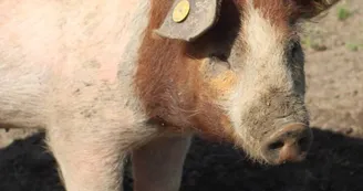 des lys a la ferme cochon2 des lys a la ferme cochon2
