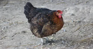 des lys a la ferme poule des lys a la ferme poule