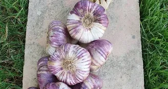 ail violet 1 - Ferme de Fabart Brignemont (5)