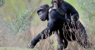 RESERVE AFRICAINE DE SIGEAN RESERVE AFRICAINE DE SIGEAN