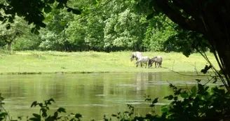 chevaux chevaux