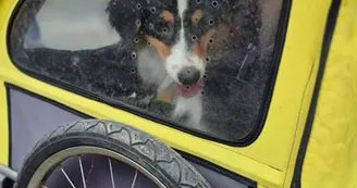 Location de remorque pour chien à vélo
