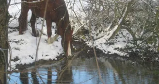 cheval cheval