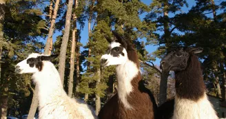 Les lamas de la Toison d'Or Les lamas de la Toison d'Or