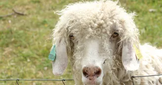 La Toison d'Or - Chèvre angora La Toison d'Or - Chèvre angora
