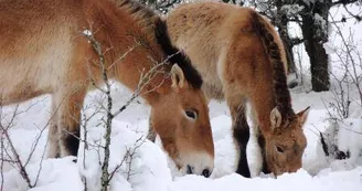Sous la neige les chevaux de Przeswalski cherchent leur ration alimentaire Sous la neige les chevaux de Przeswalski cherchent leur ration alimentaire