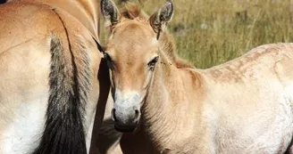 Poulain de Przewalski près de sa mère Poulain de Przewalski près de sa mère
