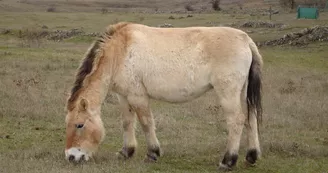 Cheval de Przewalski avec son poil d'hiver Cheval de Przewalski avec son poil d'hiver