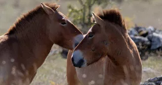 Les chevaux de Przewalski Les chevaux de Przewalski
