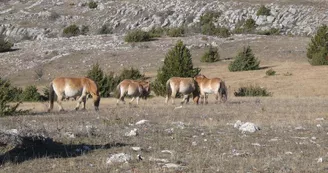 Les Chevaux de Przewalski en pâturage sur l'enclos de Nivoliers - decembre2019 Les Chevaux de Przewalski en pâturage sur l'enclos de Nivoliers - decembre2019