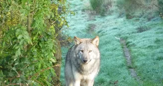 Loups du Gévaudan Loups du Gévaudan