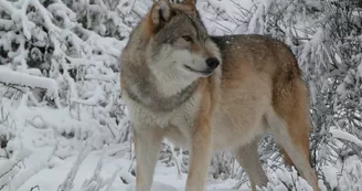 Loups du Gévaudan Loups du Gévaudan