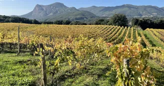 2021-Vignes 2021-Vignes