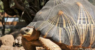 Tortue rayonnée Tortue rayonnée