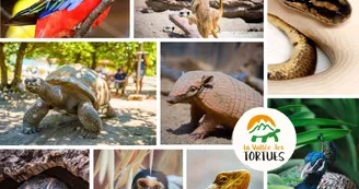 Animaux de la Vallée des tortues Animaux de la Vallée des tortues