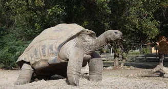 La Tortue Géante des Seychelles La Tortue Géante des Seychelles