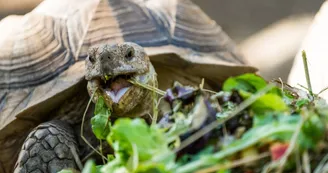 Nourrisage des tortues Nourrisage des tortues