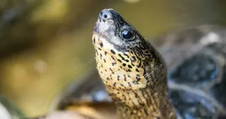 Tortue (7) Tortue (7)